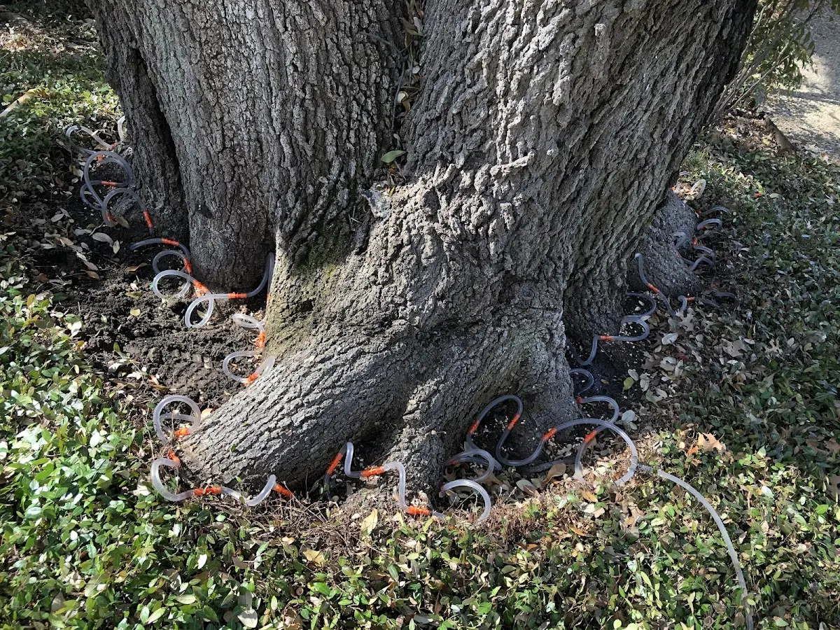 Detailed Tree Cabling and Bracing job site in Reynoldsville