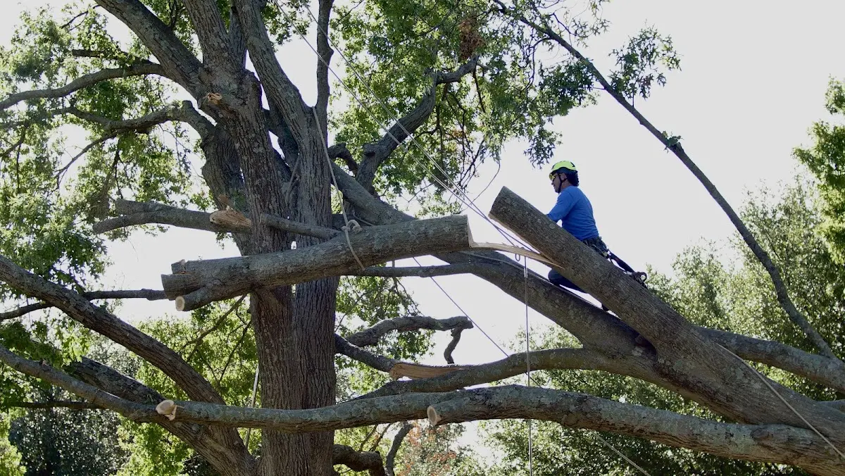 Professional Crown Thinning performed by certified arborists in Reynoldsville